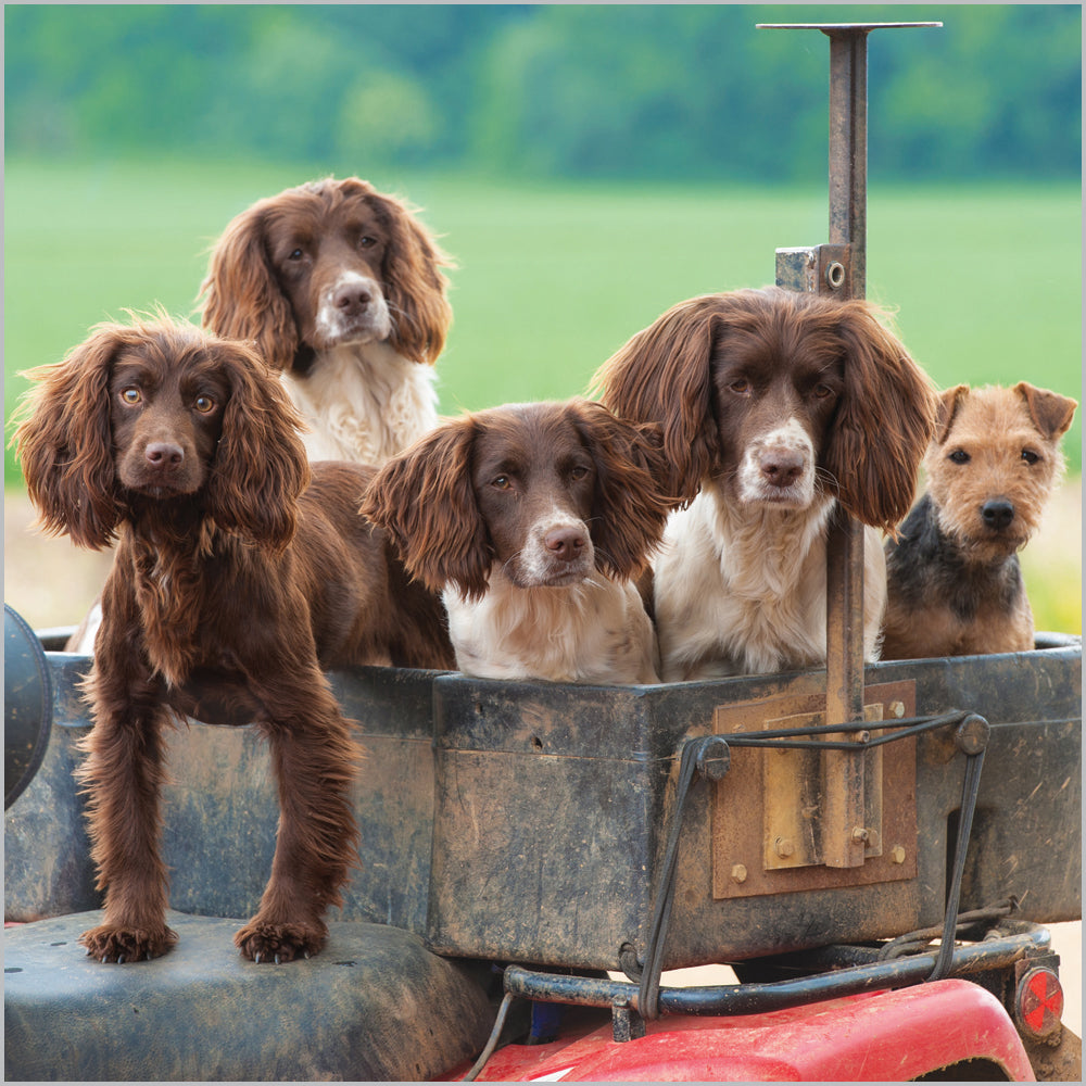 Spaniels & Terriers Blank Card