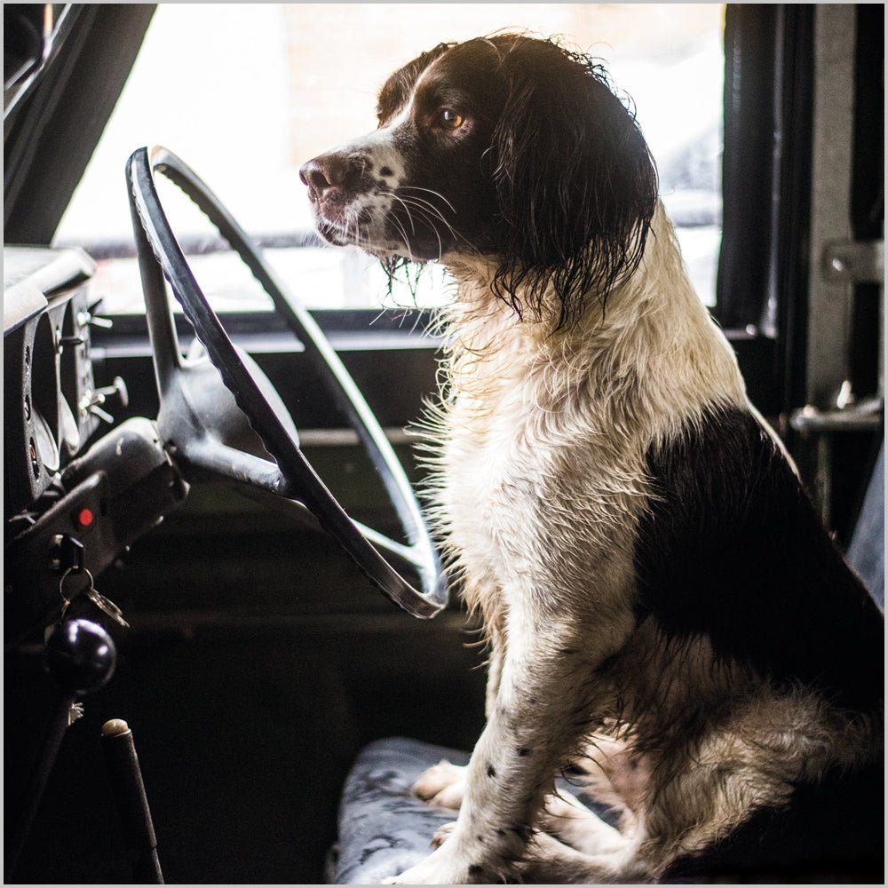 Springer Spaniel Land Rover Blank Card