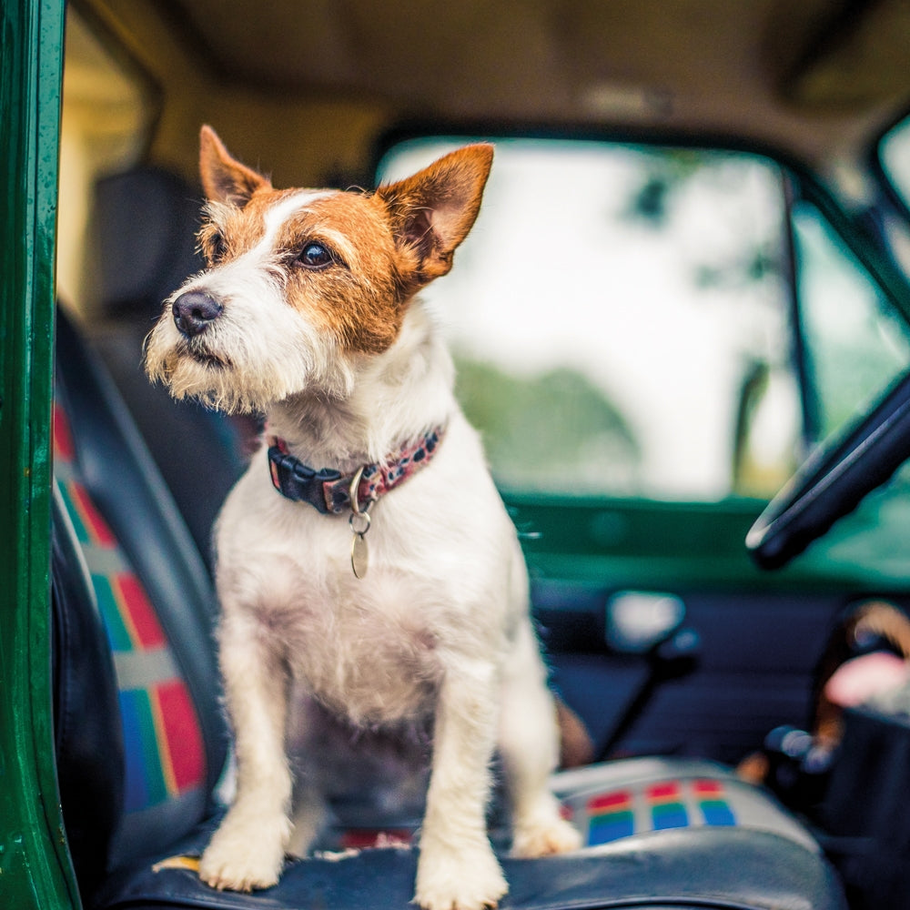 Jack Russell Sitting Blank Card