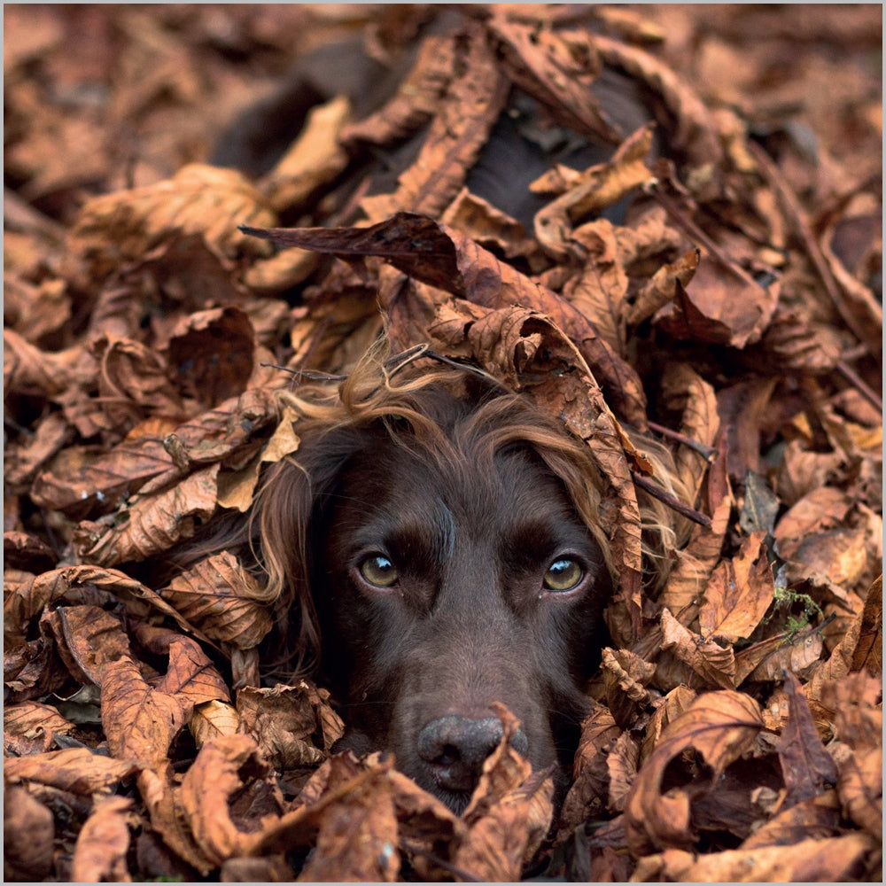 Cocker Spaniel in Leaves Blank Card