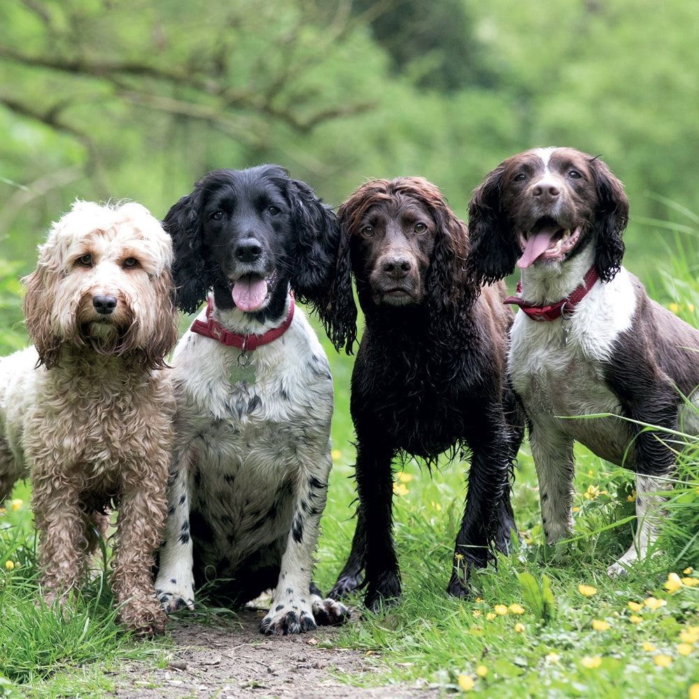 Cockapoo & Spaniels Blank Card