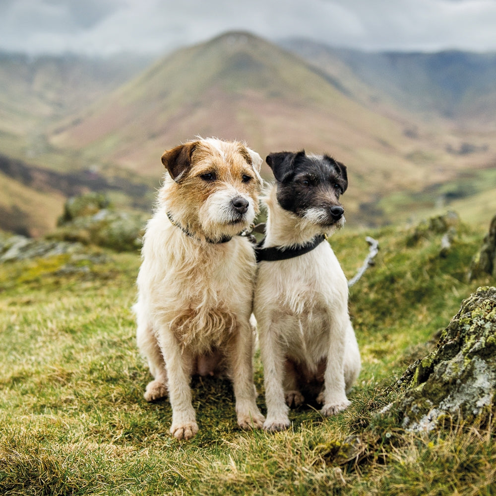 Jack Russell Terriers Blank Card