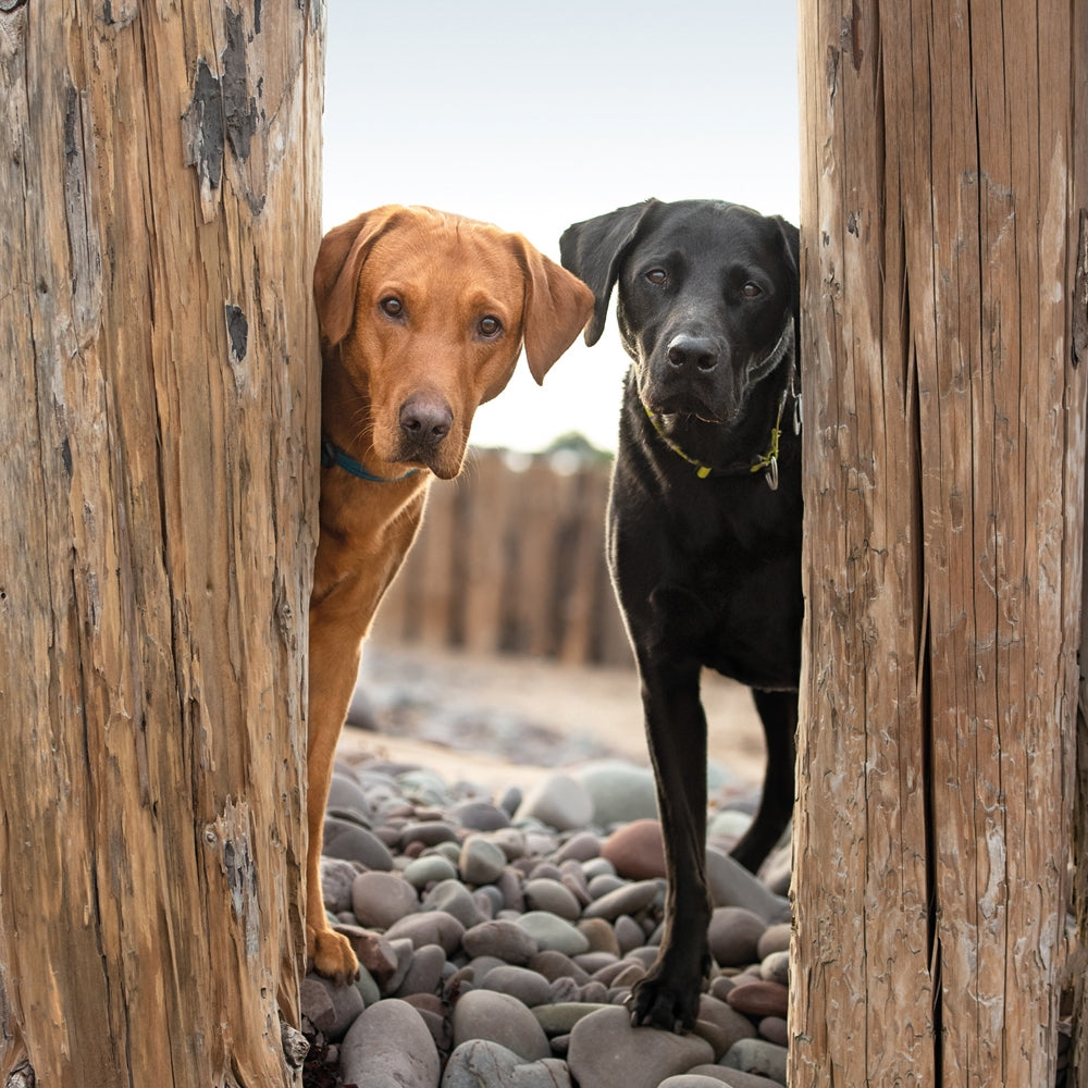 Labradors Peeking Blank Card