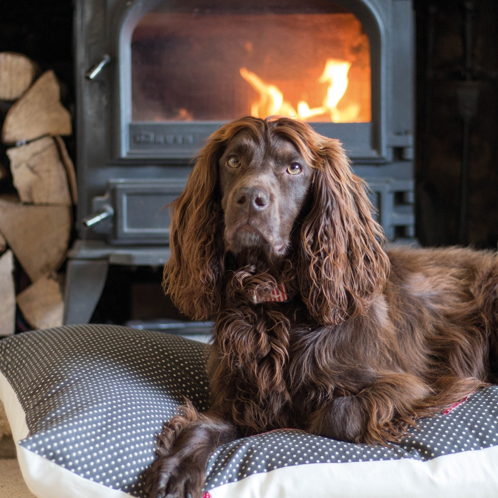 Cocker Spaniel on Bed Blank Card