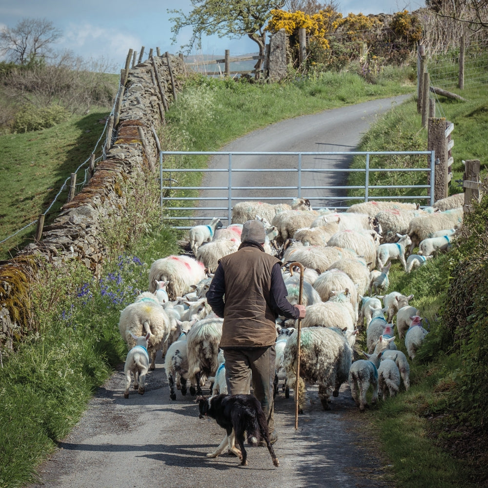 Shepherd & Sheep Blank Card