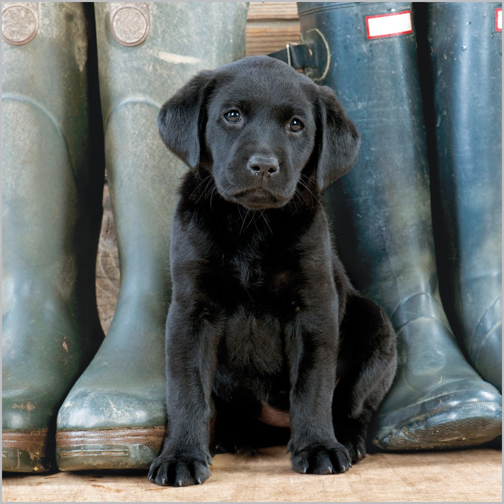 Black Labrador Puppy Blank Card