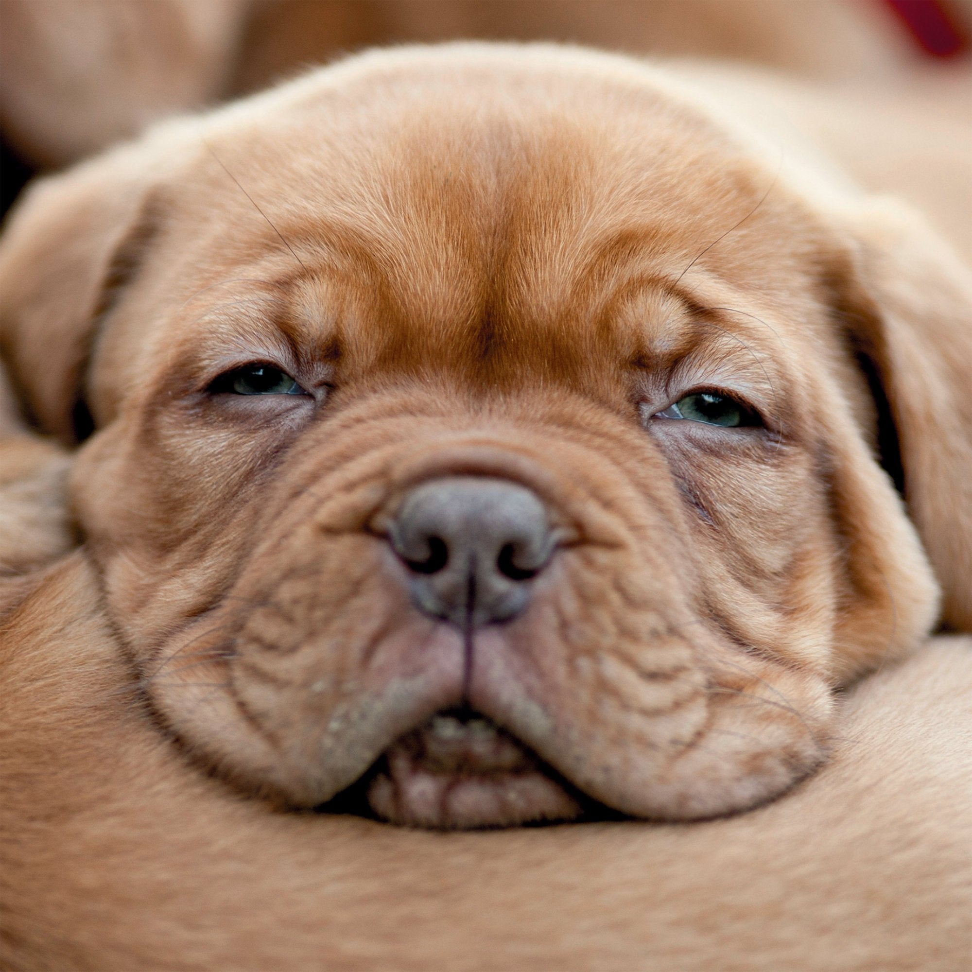 Photograph of Dogue De Bordeaux Greetings Card at Nicole's Shop