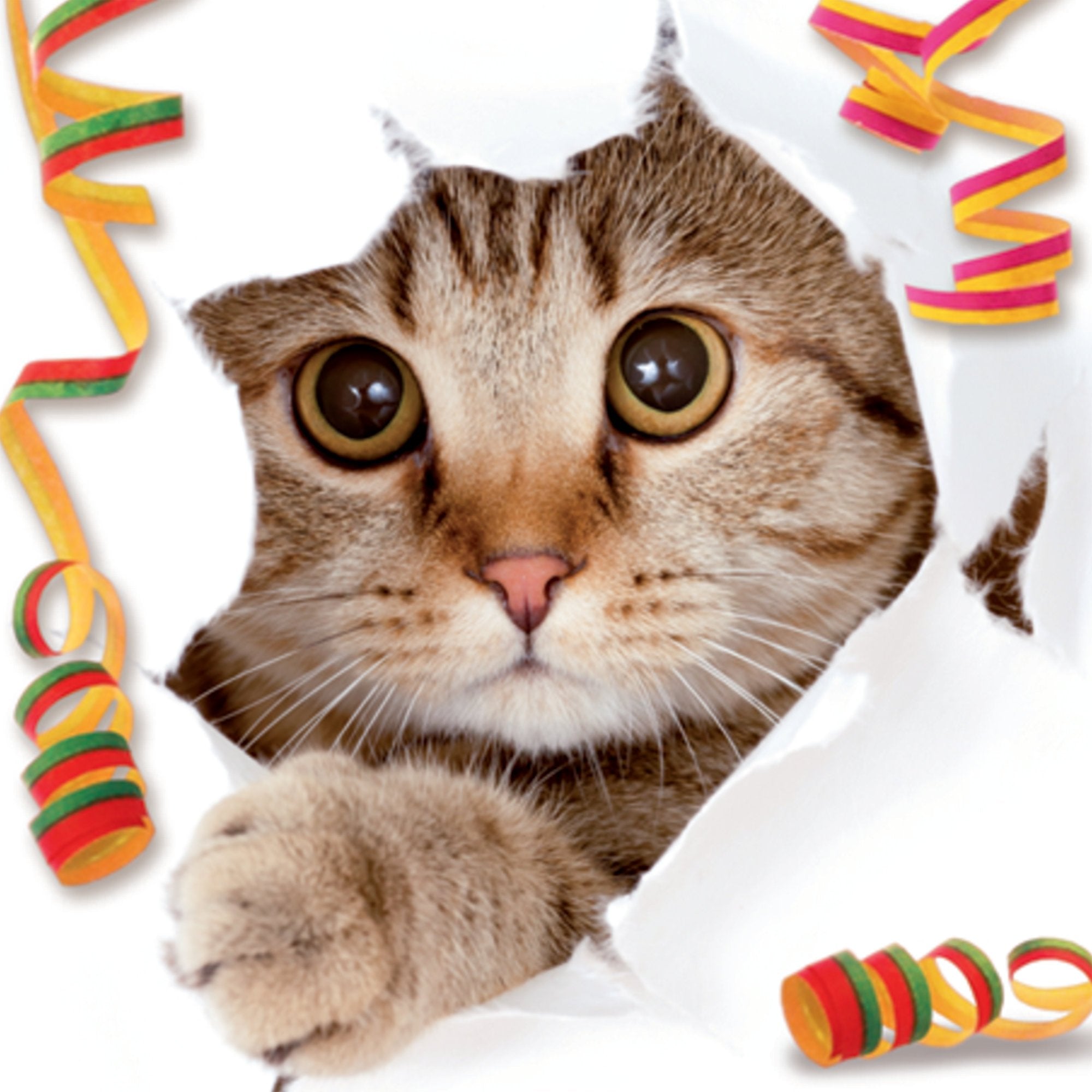 Photograph of Open Cat With Streamers Greetings Card at Nicole's Shop