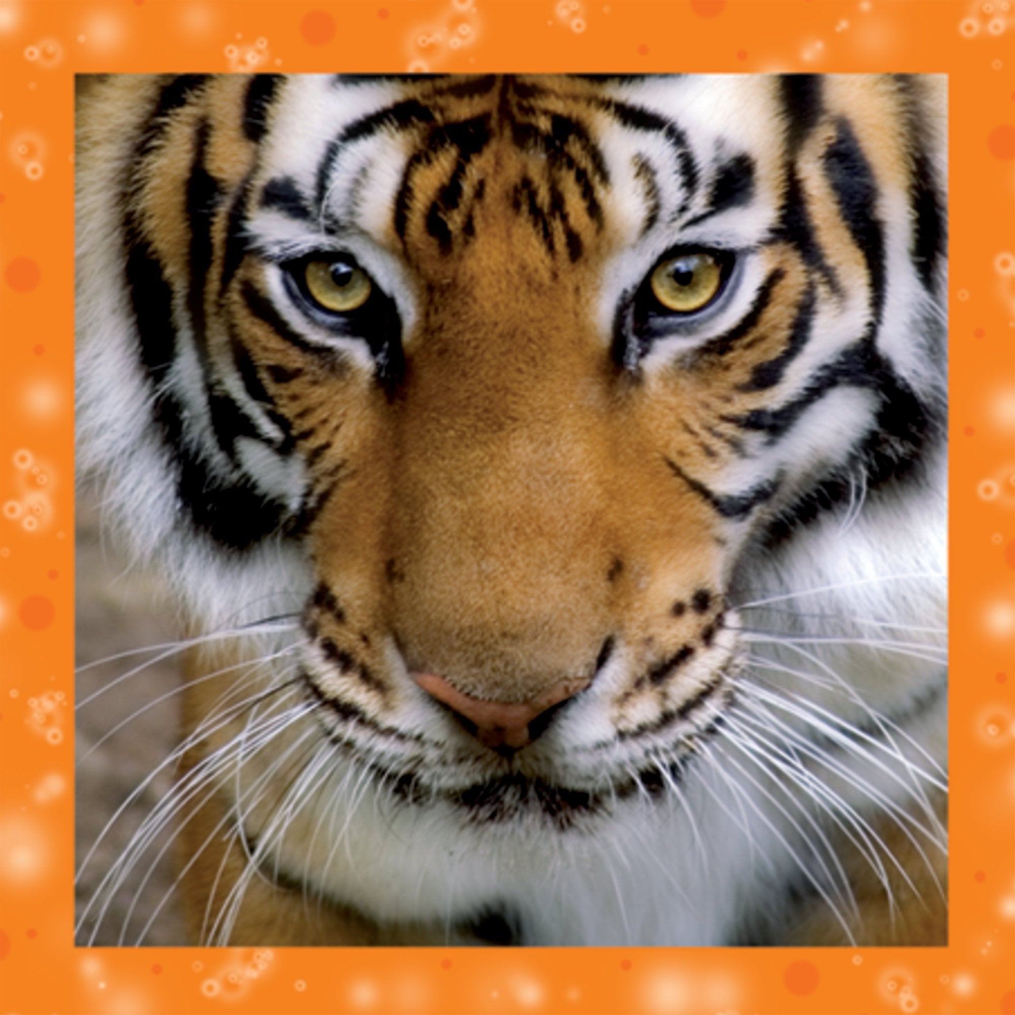 Photograph of Open Tiger Birthday Greetings Card at Nicole's Shop