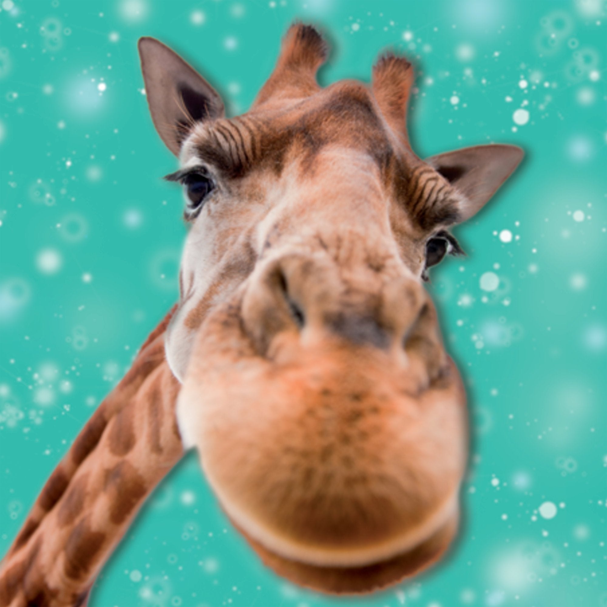 Photograph of Open Giraffe Face Birthday Greetings Card at Nicole's Shop