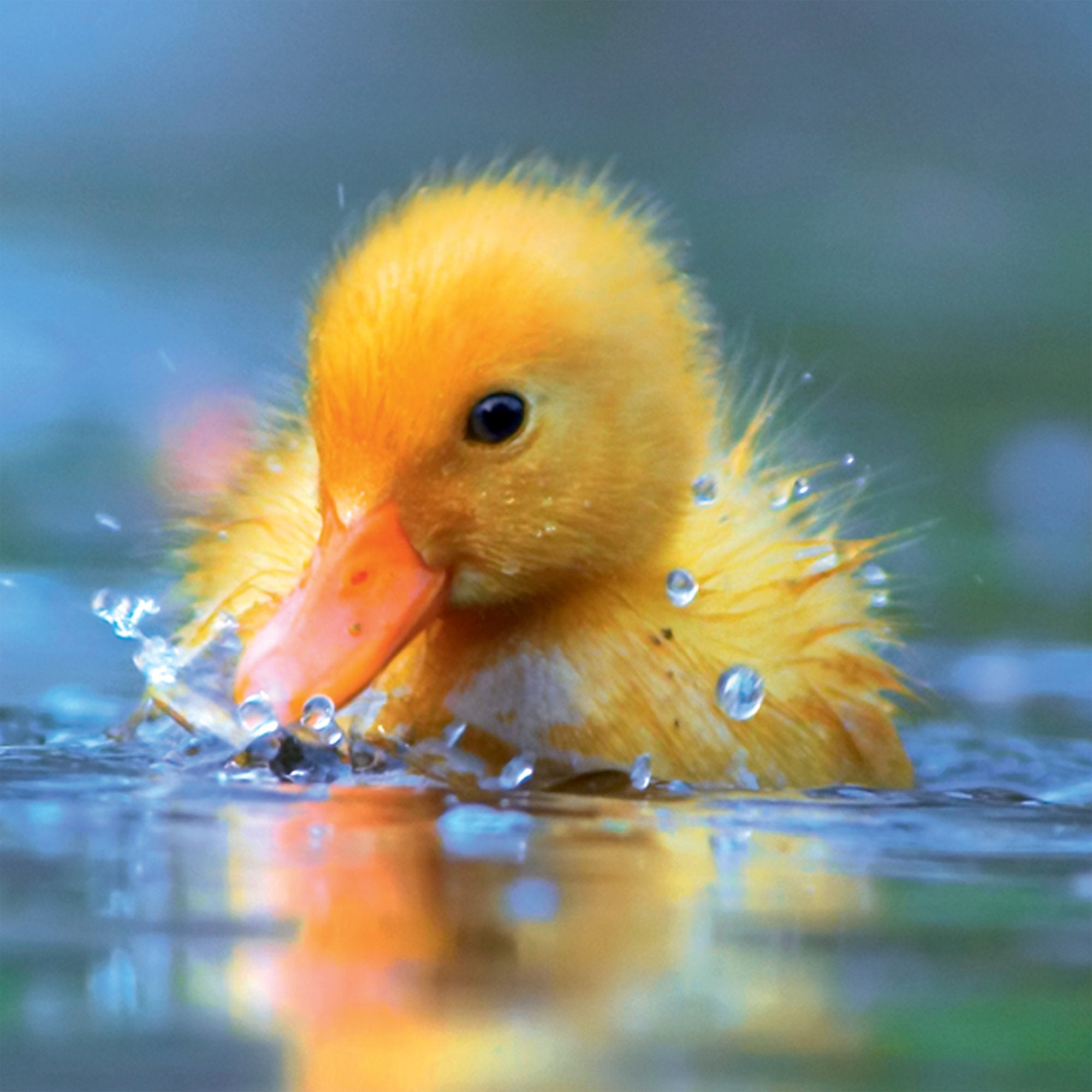 Photograph of Open Duckling Swimming Greetings Card at Nicole's Shop