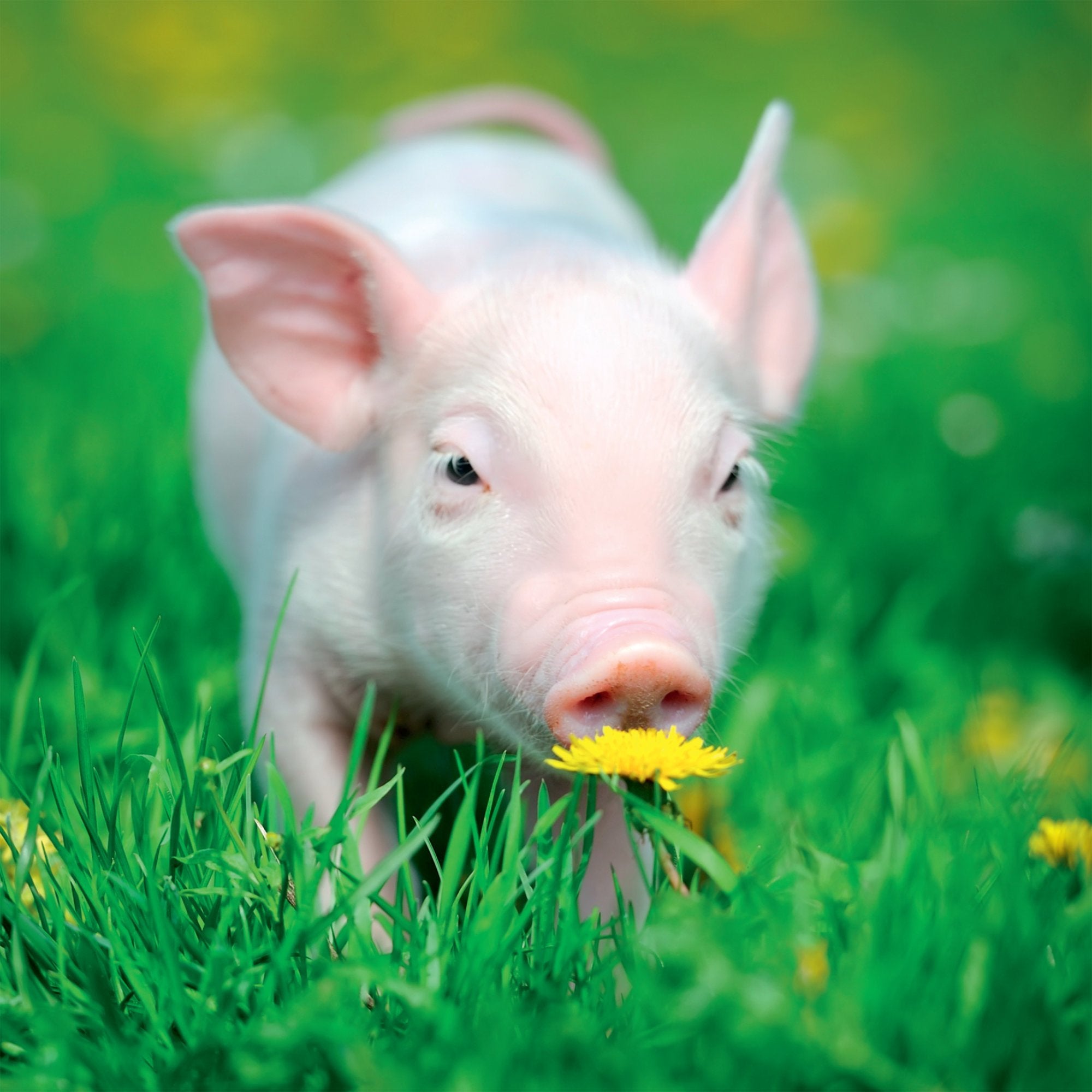 Photograph of Open Piglet in Grass Greetings Card at Nicole's Shop