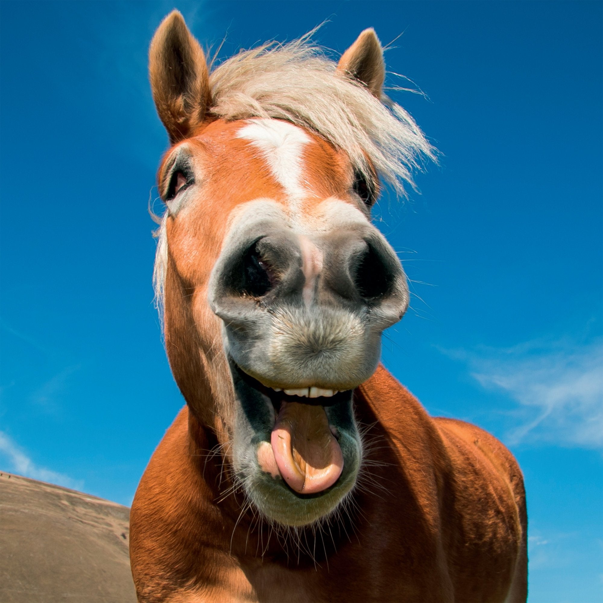 Photograph of Open Horse Laughing Greetings Card at Nicole's Shop