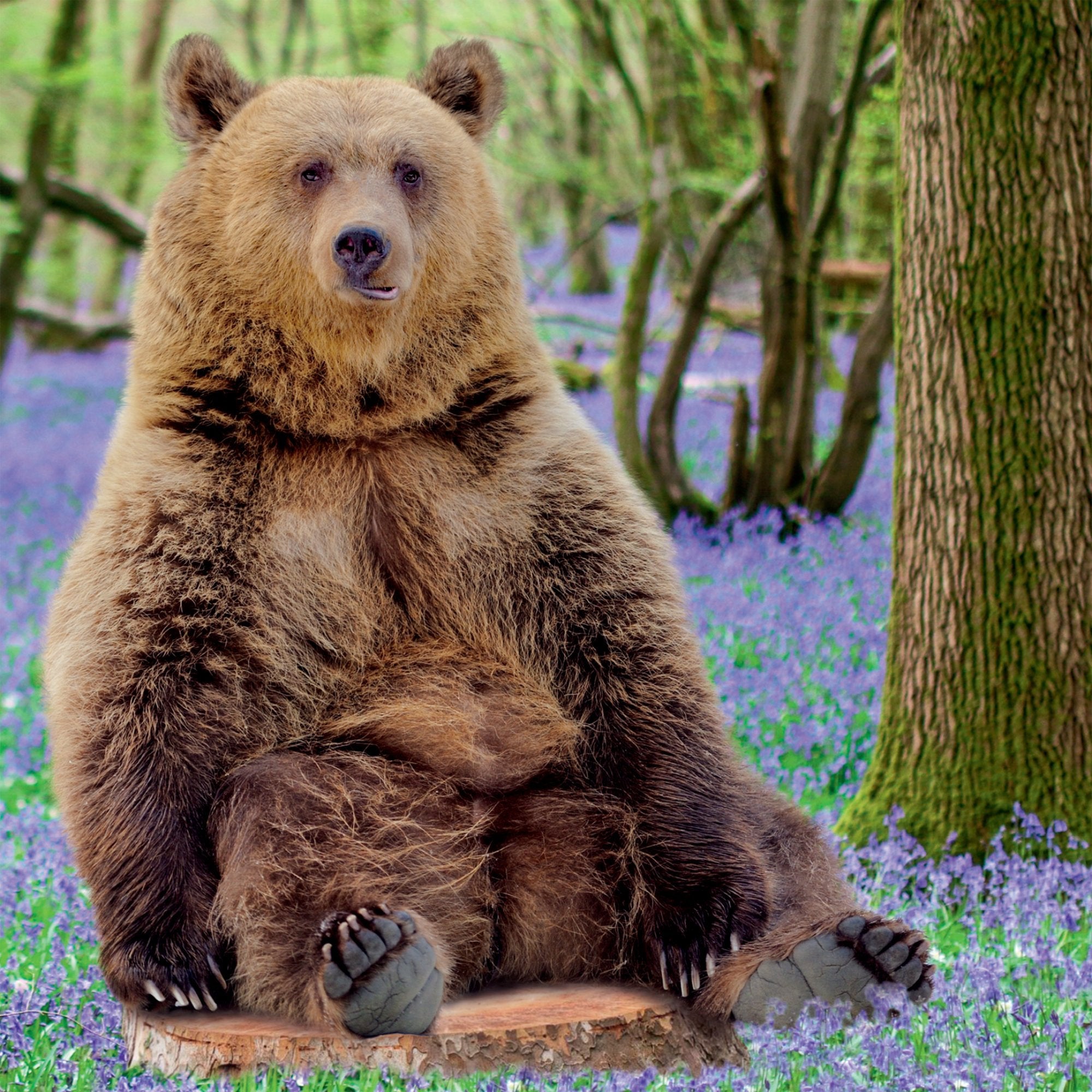 Photograph of Open Bear Sitting Down Greetings Card at Nicole's Shop