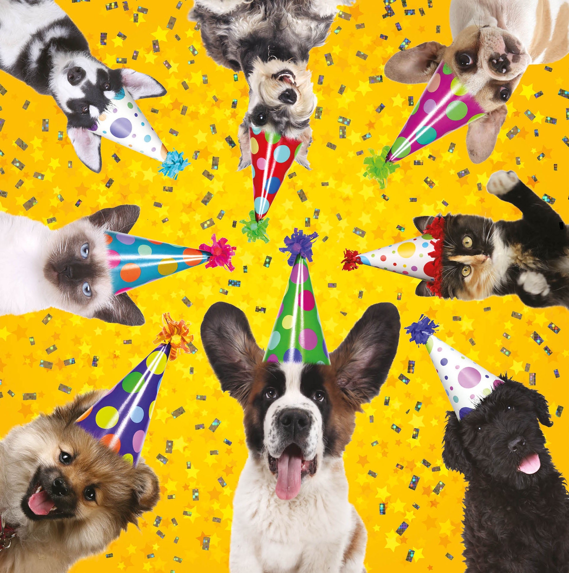 Front of Pet Party Funny Card
